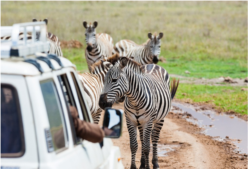 Safari Trip Tanzania